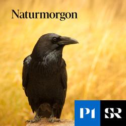 Konvolut för Naturmorgon