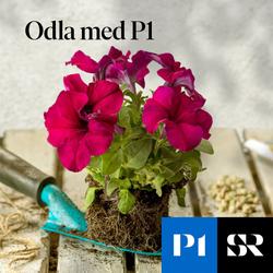 Konvolut för Odla med P1